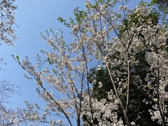 -武汉大学-樱园