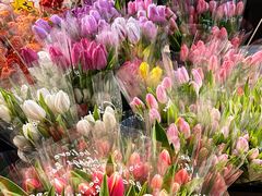 -循礼门鲜花花市(武汉循礼门店)