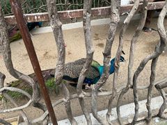 -呀路古热带植物园