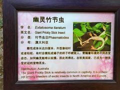 -上海大自然野生昆虫馆(东方明珠·爬宠昆虫探索中心)