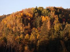 -五营红松林海景区