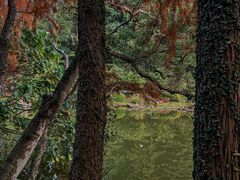 -深圳仙湖植物园