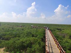 -北海金海湾红树林生态旅游区