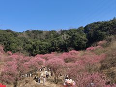 -新建村梅花