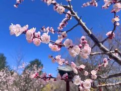 -北京凤凰岭