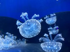 -海合安天津极地海洋公园