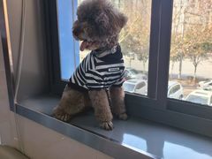 -万博宠物医院·手术·诊疗(未央凤城五路店)