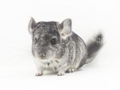 -龙猫仔乐园(惠福东路店)