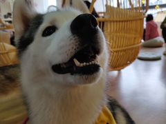 -Husky Go! 哈士奇体验馆·宠物咖啡厅狗咖
