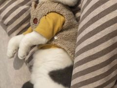 -欣宠猫屋·矮脚拿破仑·蓝金金渐层