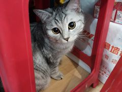 -猫尾侦探俱乐部·剧本杀·狼人杀