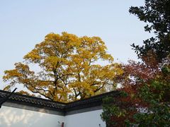 -上海醉白池公园