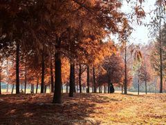 -黄海国家森林公园