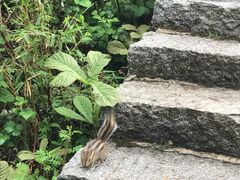-牛背梁国家森林公园