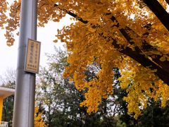 -三里屯东五街银杏大道