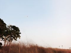 -贡湖湾湿地公园