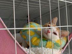 -创凡宠物医院·骨专科  猫科中心(西乡分院)