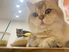 -有喵·猫咖·狗咖·30几只猫10只小狗(岗厦店)