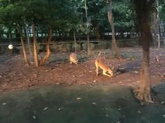 -清迈夜间动物园