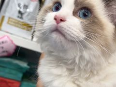 -创凡宠物医院·骨专科  猫科中心(西乡分院)