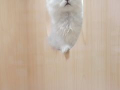 -爪爪喵星球·猫舍(益田假日里店)