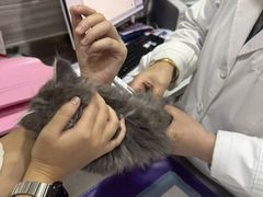 -瑞派名望志远动物医院·猫科·內科·异宠专科(直港大道店)