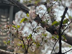 -高东镇樱花园