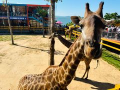 -西霞口神雕山野生动物世界