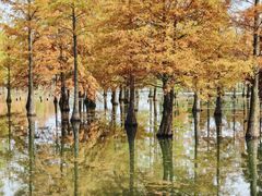 -白鹭湾湿地公园