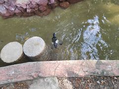 -广州长隆飞鸟乐园