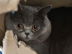 -申普宠物医院·眼科·心内科·影像科(普陀分院)