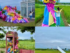 -杭州湾海上花田景区