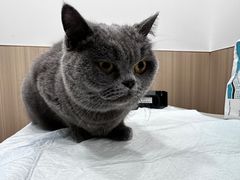-申普宠物医院·眼科·心内科·影像科(普陀分院)