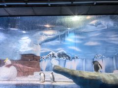-海合安成都极地海洋公园