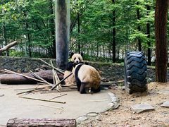 -都江堰中华大熊猫苑