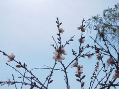 -都江堰中华大熊猫苑
