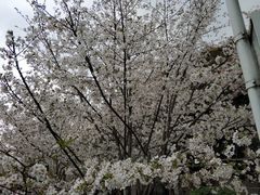 -武汉大学-樱园