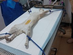 -灵美宠物诊所