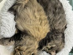 -安格丽娜·狗咖·猫咖羊驼咖(春熙路百盛商场店)