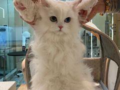 -momokira米努特·德文卷毛猫·棉花面纱犬