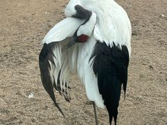 -盐城丹顶鹤湿地生态旅游区