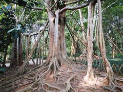 -中国科学院西双版纳热带植物园