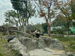 -武汉动物园