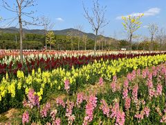 -天适樱花悠乐园