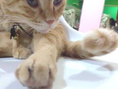 -李小姐の猫咖啡馆(五角场店)