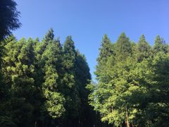 -山王坪喀斯特国家生态公园