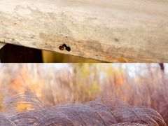 -野鸭湖国家湿地公园