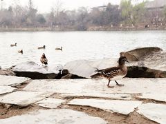 -北京大学百年讲堂