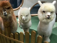 -藦茜花园宠物主题亲子互动体验馆(国顺东路店)