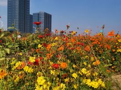-映月湖中央公园